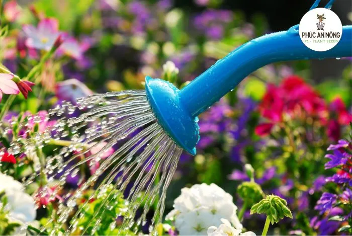 Điều kiện trồng và chăm sóc hoa mười giờ