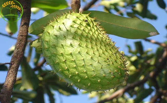 Điều kiện về ánh sáng và độ ẩm là yếu tố ảnh hưởng lớn tới chất lượng quả mãng cầu xiêm