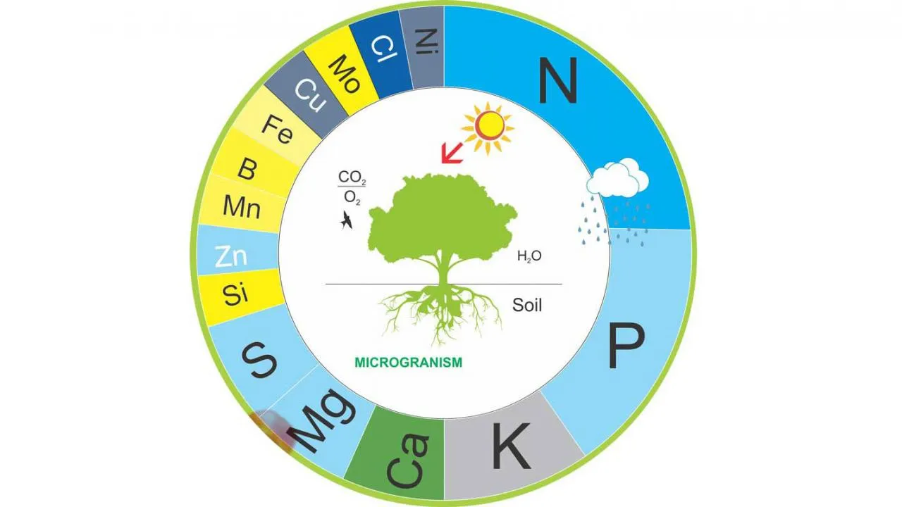 Dinh dưỡng cho cây trồng