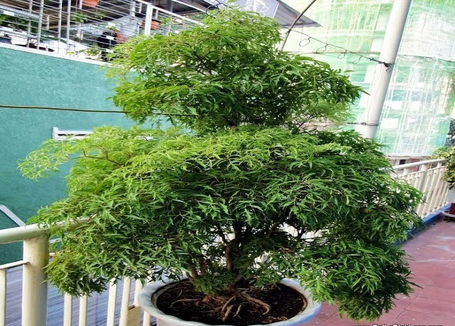 Cách Trồng Cây Đinh Lăng Làm Cảnh Chi Tiết Từ A Đến Z Cho Người Mới Bắt Đầu