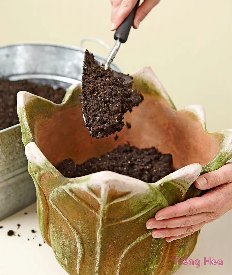 Đổ hỗn hợp đất trồng vào nửa chậu để chuẩn bị cho củ hoa loa kèn
