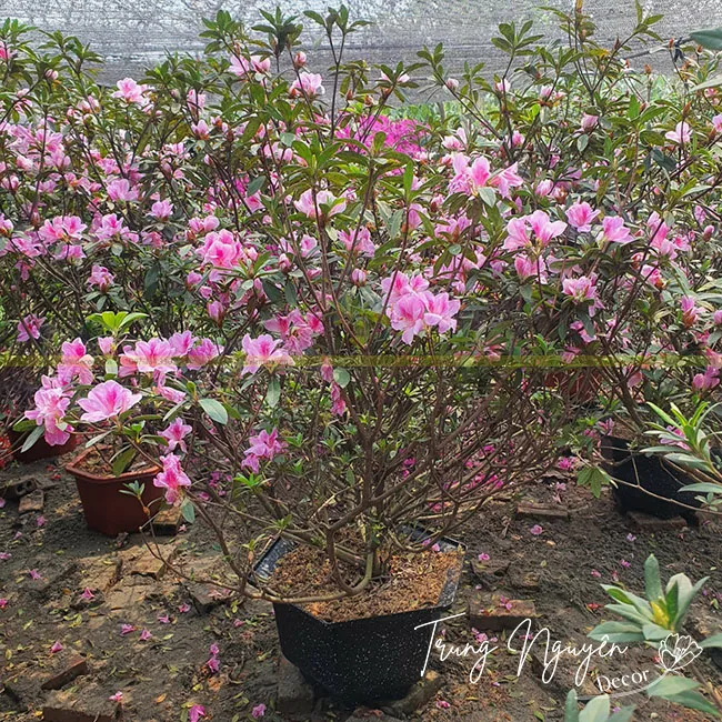 Đỗ quyên Bắc với chùm hoa dày đặc và sắc hoa tươi sáng, là biểu tượng của mùa xuân