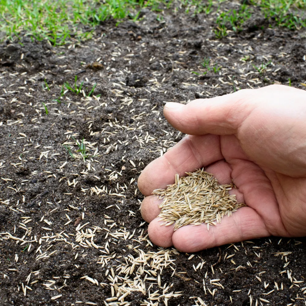 Đoạn mô tả kỹ thuật bón phân hữu cơ định kỳ cho cây thì là để tăng cường dinh dưỡng