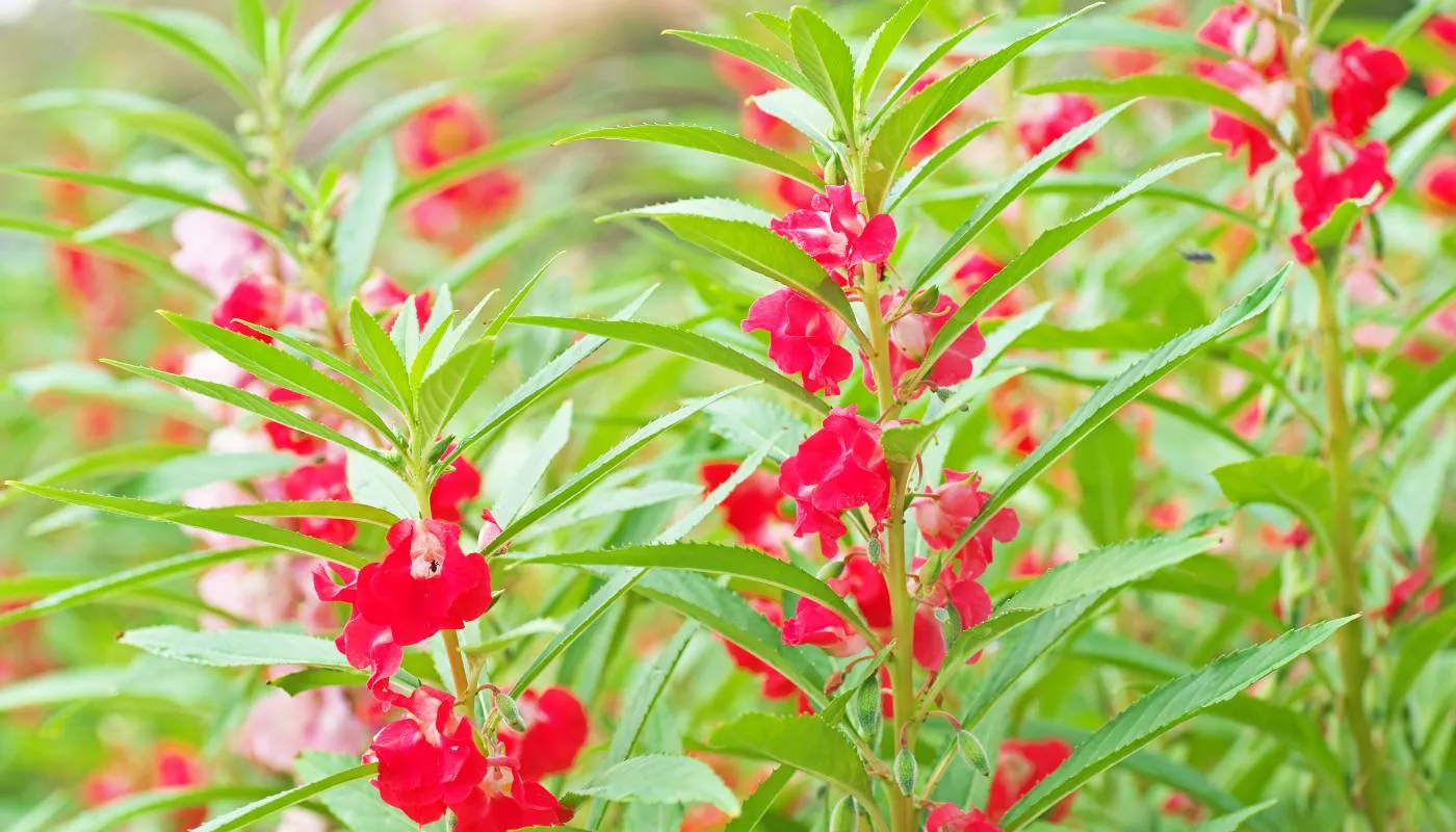 Đôi nét về cây hoa móng tay