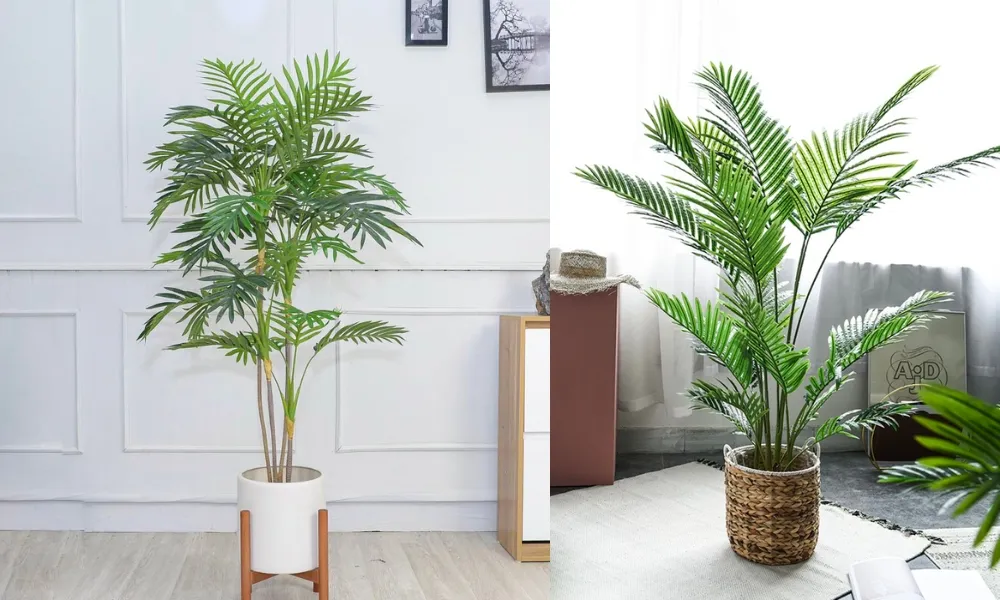 Dừa cảnh được ưa chuộng trang trí nội thất, mang lại không gian xanh mát sau khi áp dụng cách trồng cây dừa cảnh.