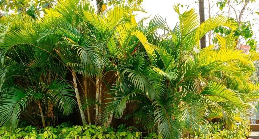 Dừa cảnh mini được bày trí trong nhà, minh họa vị trí đặt cây dừa cảnh phù hợp