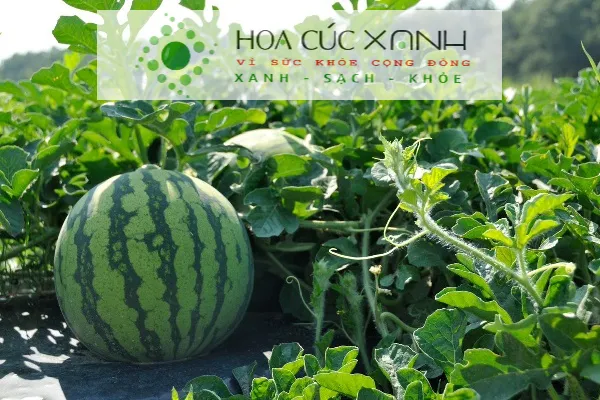 Dưa hấu đang phát triển trên luống đất cần nhiều nước và ánh sáng