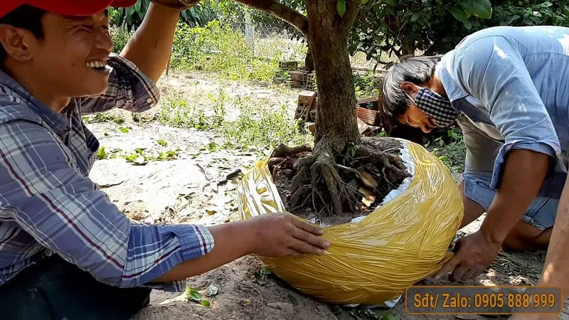 Dùng bao và dây cao su bó bầu đất lại thật chặt để cố định bộ rễ