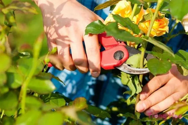 Dụng cụ cắt tỉa sắc bén là bước quan trọng trong cách chăm sóc hoa hồng sau khi ra hoa