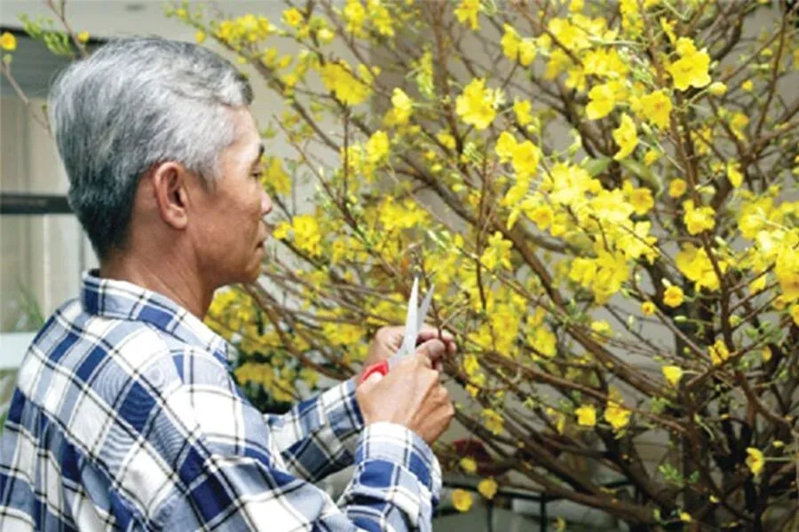 Dụng cụ chuyên dụng và các chế phẩm cần thiết cho quy trình chăm cây mai vàng sau tết