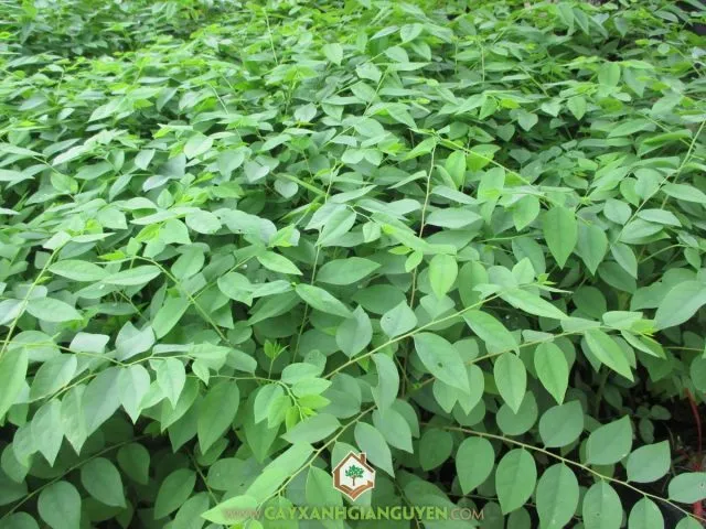 Dụng cụ làm vườn cơ bản và giá thể đang được chuẩn bị để trồng cây