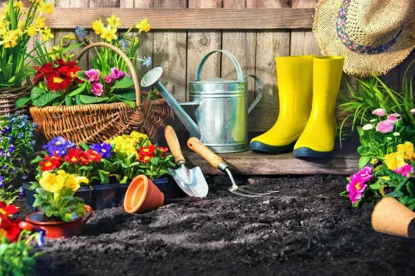 Dụng cụ trồng cây khế trong chậu cơ bản