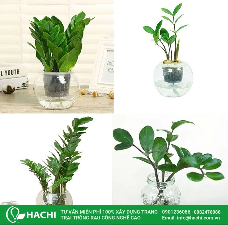 dụng cụ trồng cây kim tiền thủy canh