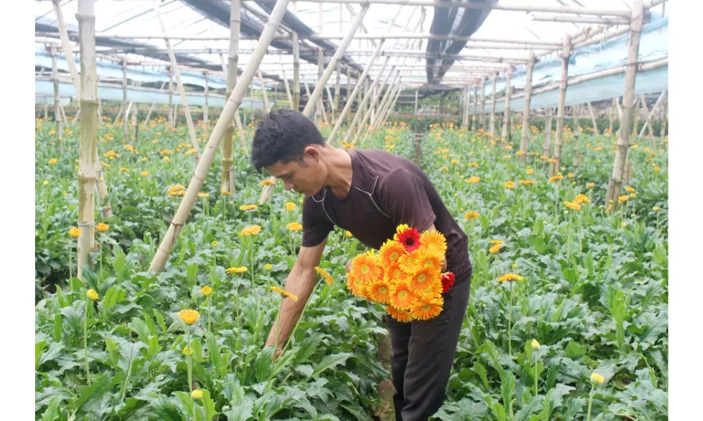 Dùng tay bẻ phần gốc của thân cây là phương pháp thu hoạch hoa đồng tiền đúng kỹ thuật