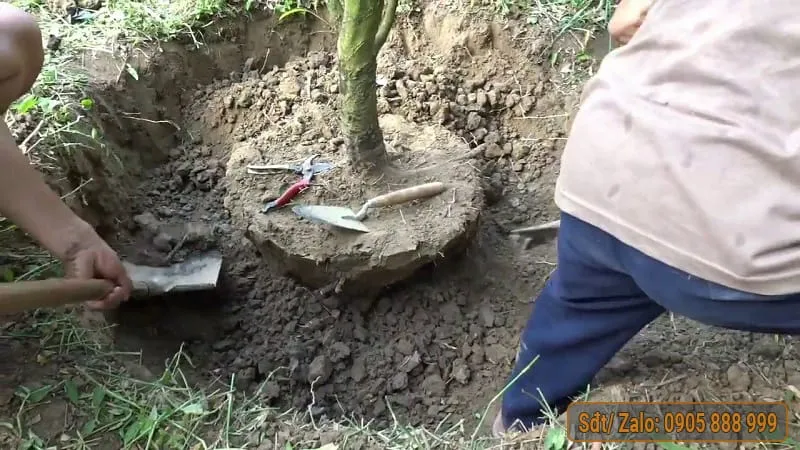 Dùng xẻng đào đất lên để bứng mai vàng với thao tác cẩn thận