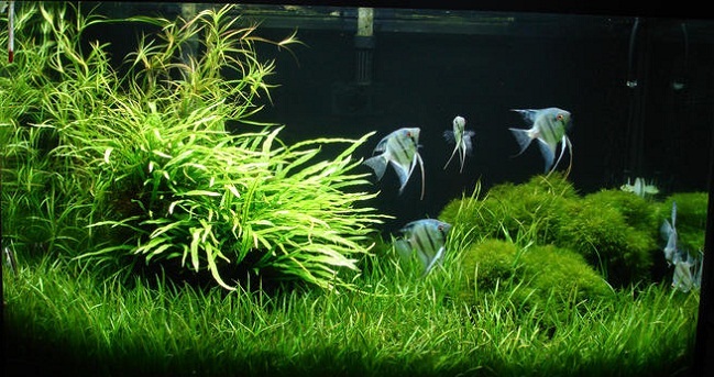 Cách Trồng Cây Dương Xỉ Chăm Sóc Đúng Kỹ Thuật Cho Người Mới Bắt Đầu