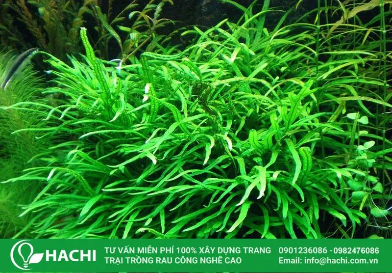 Dương xỉ Lá Kim có hình dáng mảnh dẻ, rất thích hợp để trồng làm hậu cảnh trong bể thủy sinh
