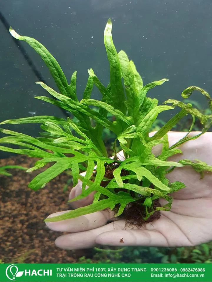 Dương xỉ Trident có đầu lá chia ba độc đáo, là một lựa chọn tuyệt vời cho trung hoặc hậu cảnh bể thủy sinh