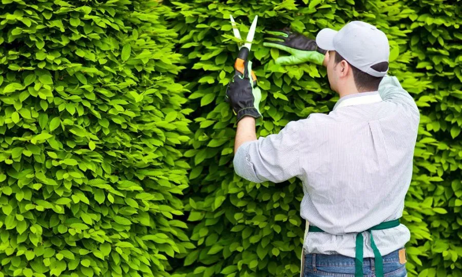 Duy trì cảnh quan cây xanh là một nghệ thuật đòi hỏi sự tỉ mỉ trong khâu tưới nước và chăm sóc