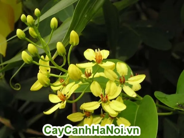 Duy trì chăm sóc hoa hoàng yến theo mùa giúp cây luôn khỏe mạnh