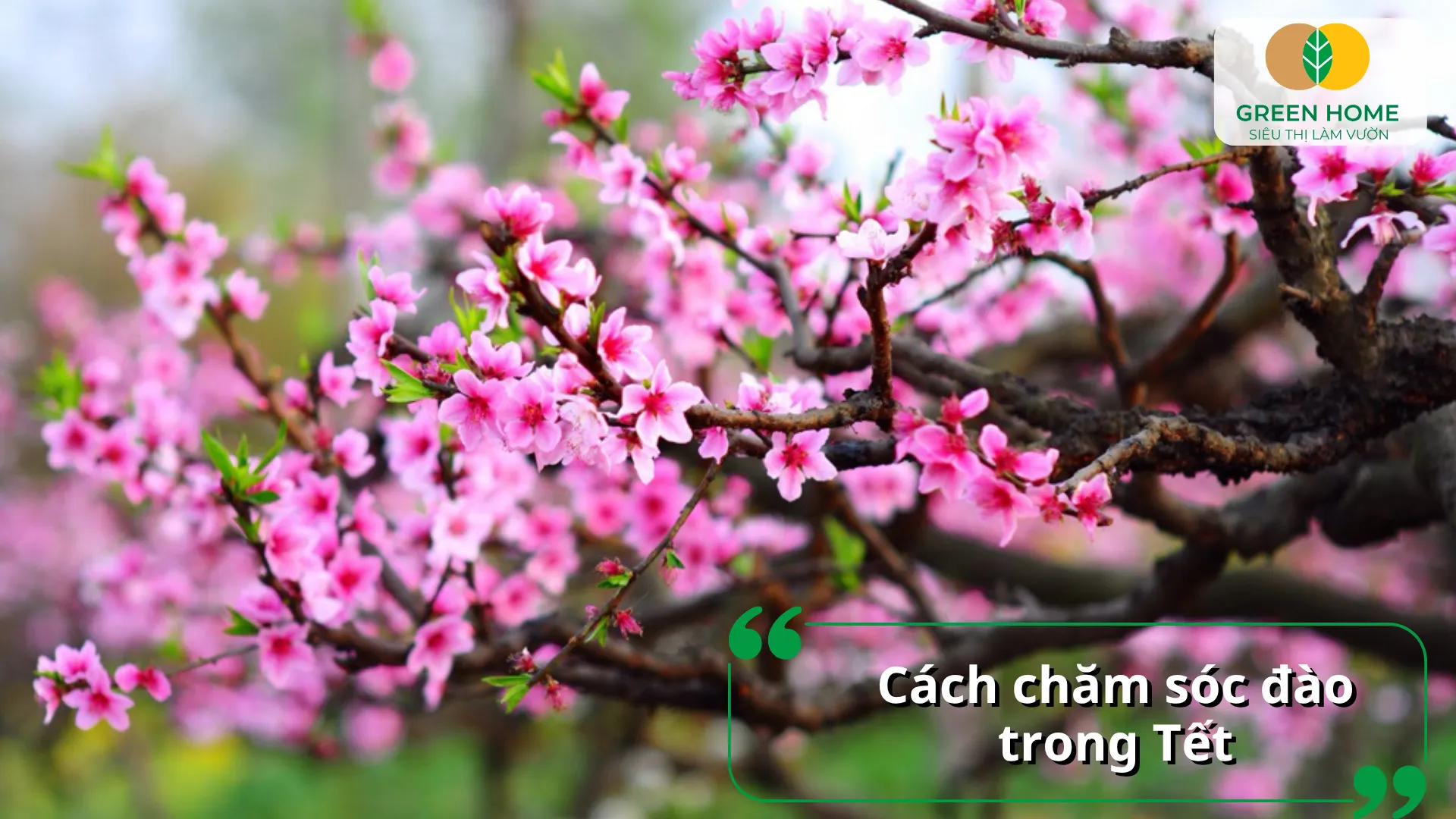 Duy trì độ ẩm và ánh sáng hợp lý giúp cây đào nở hoa đều và bền đẹp trong dịp Tết