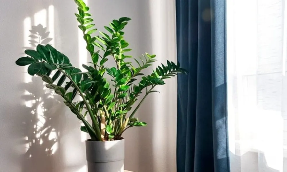 Duy trì nhiệt độ và độ ẩm lý tưởng là kỹ thuật chăm sóc cây kim tiền xanh tốt cần thiết