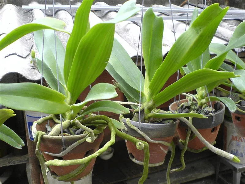 Duy trì tính cách kiên nhẫn khi trồng lan