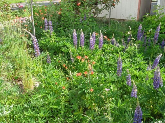 Đất Sét Nên Trồng Cây Gì? Hướng Dẫn Lựa Chọn Cây Và Kỹ Thuật Cải Tạo Đất