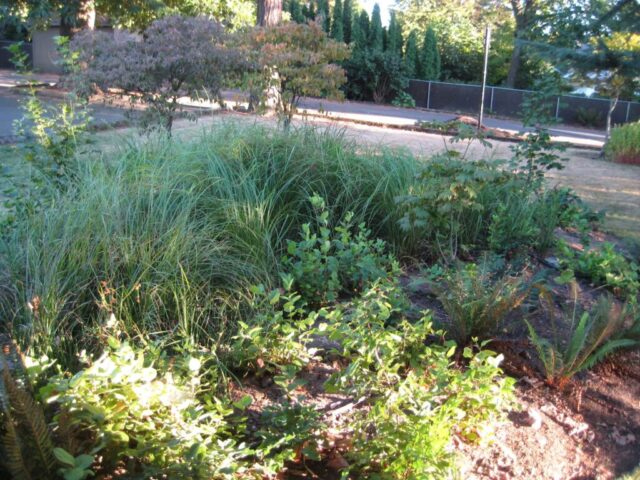 Đất Sét Nên Trồng Cây Gì? Hướng Dẫn Lựa Chọn Cây Và Kỹ Thuật Cải Tạo Đất