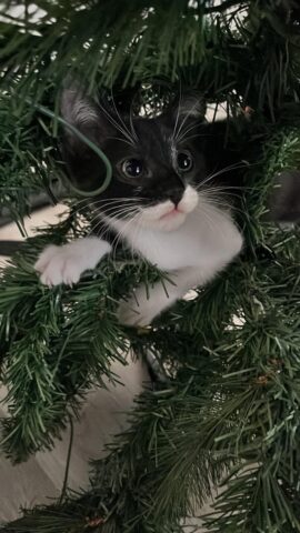 Có Nên Trồng Cây Tùng Trước Nhà Không: Phân Tích Chuyên Sâu Về Phong Thủy Và Kỹ Thuật