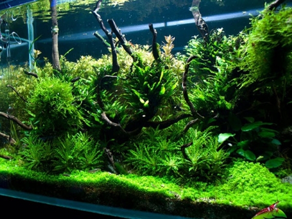 Cách Trồng Cây Dương Xỉ Chăm Sóc Đúng Kỹ Thuật Cho Người Mới Bắt Đầu