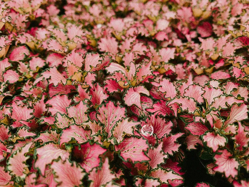 Fittonia sẽ nhanh chóng tươi lại nếu cấp nước kịp thời