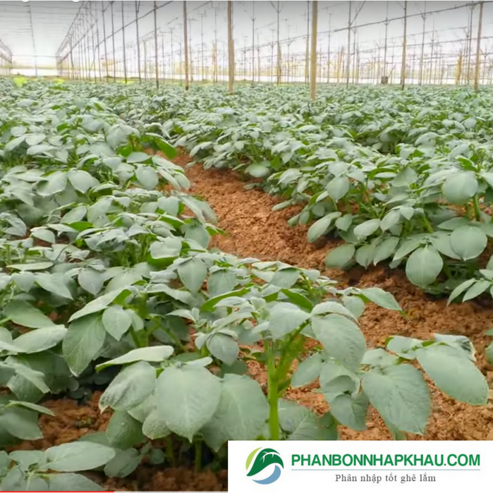 Cách Trồng Cây Khoai Tây: Hướng Dẫn Chi Tiết A-Z Tăng Năng Suất Vườn