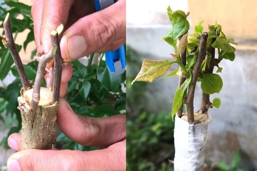 Ghép Cành Hoa Giấy Đa Sắc Màu Rực Rỡ, Tăng Tính Thẩm Mỹ Cho Cây