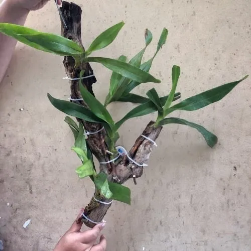 Ghép lan lên thân gỗ tạo tác phẩm nghệ thuật