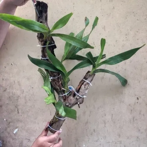 Ghép lan lên thân gỗ