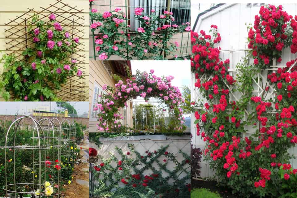 Cách Trồng Hoa Hồng Leo Giàn Chi Tiết Và Kỹ Thuật Làm Giàn Chuẩn E-E-A-T