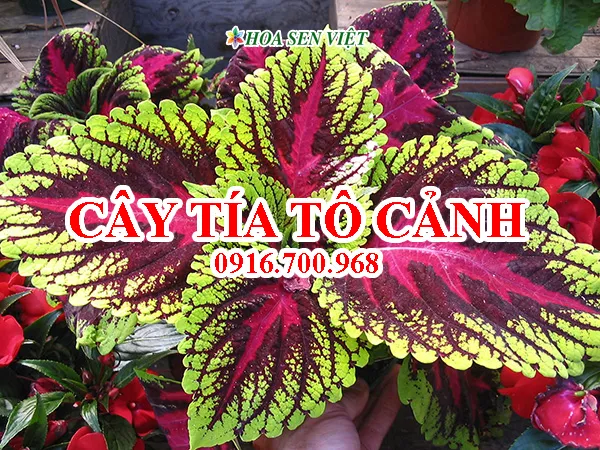 Giá bán, cách trồng và chăm sóc cây tía tô cảnh