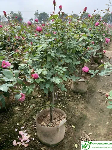 Giá bán cây hoa hồng cổ sapa