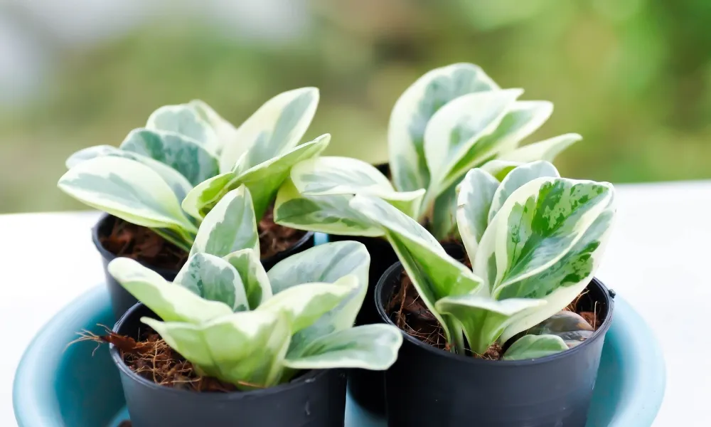 Giá bán và nơi mua cây Trường Sinh chất lượng, uy tín trên thị trường