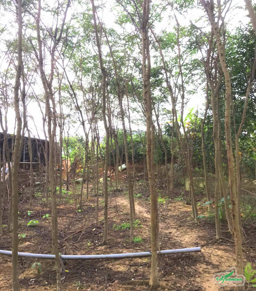 Cách Trồng Cây Anh Đào Chuyên Nghiệp: Từ Hạt Giống Đến Hoa Nở Tuyệt Đẹp