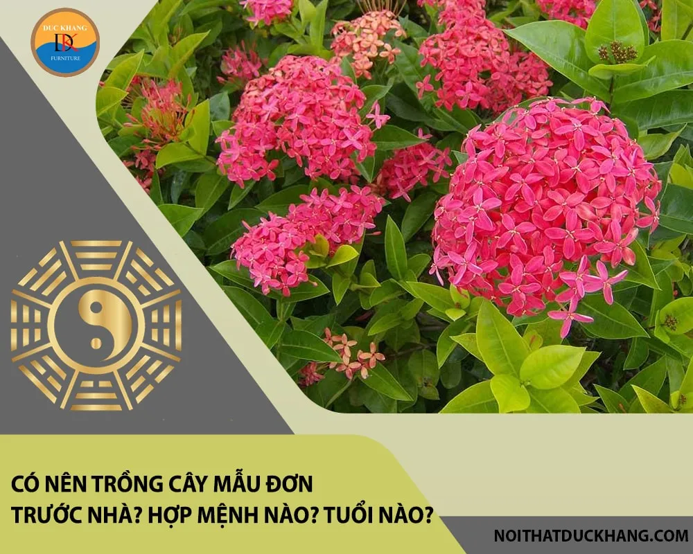 Gia chủ mệnh Mộc, Hỏa, Thổ nên trồng cây mẫu đơn để thu hút vượng khí, có nên trồng cây mẫu đơn trước nhà