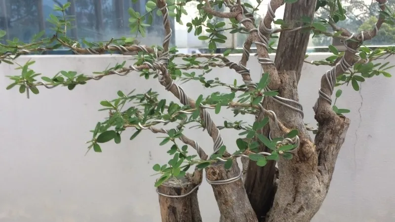 Giá của cây linh sam đa dạng theo chủng loại và kích cỡ