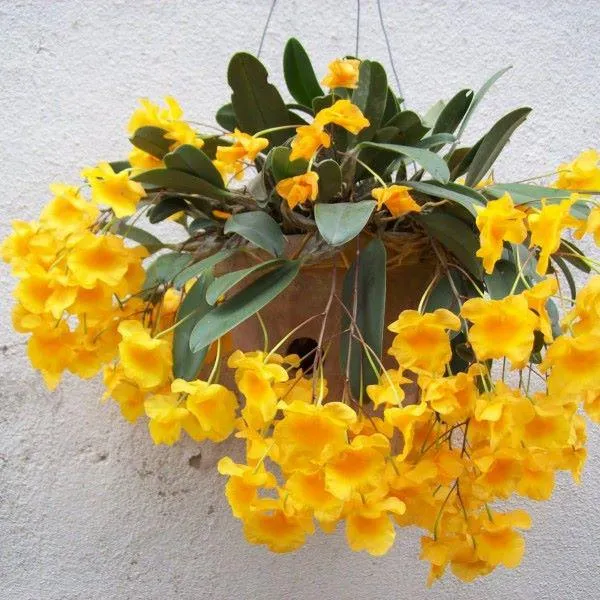 Giả hành lan vảy rồng mập mạp đang được cố định trên một khúc gỗ lớn