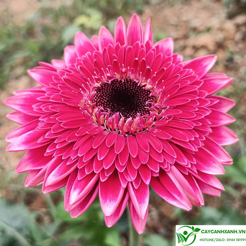 Bí Quyết Cách Chăm Hoa Đồng Tiền Ra Hoa Rực Rỡ Đúng Kỹ Thuật