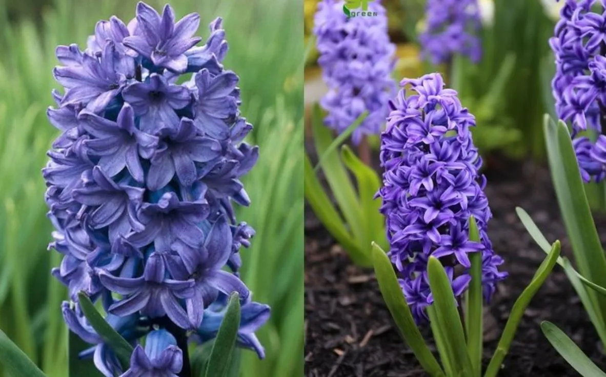 Giá thành của cây Tiên Ông