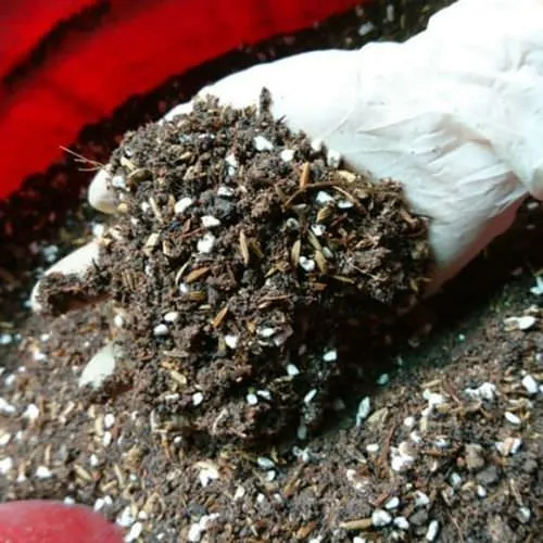 Giá thể đất trộn giàu dinh dưỡng và tơi xốp cho hoa hồng