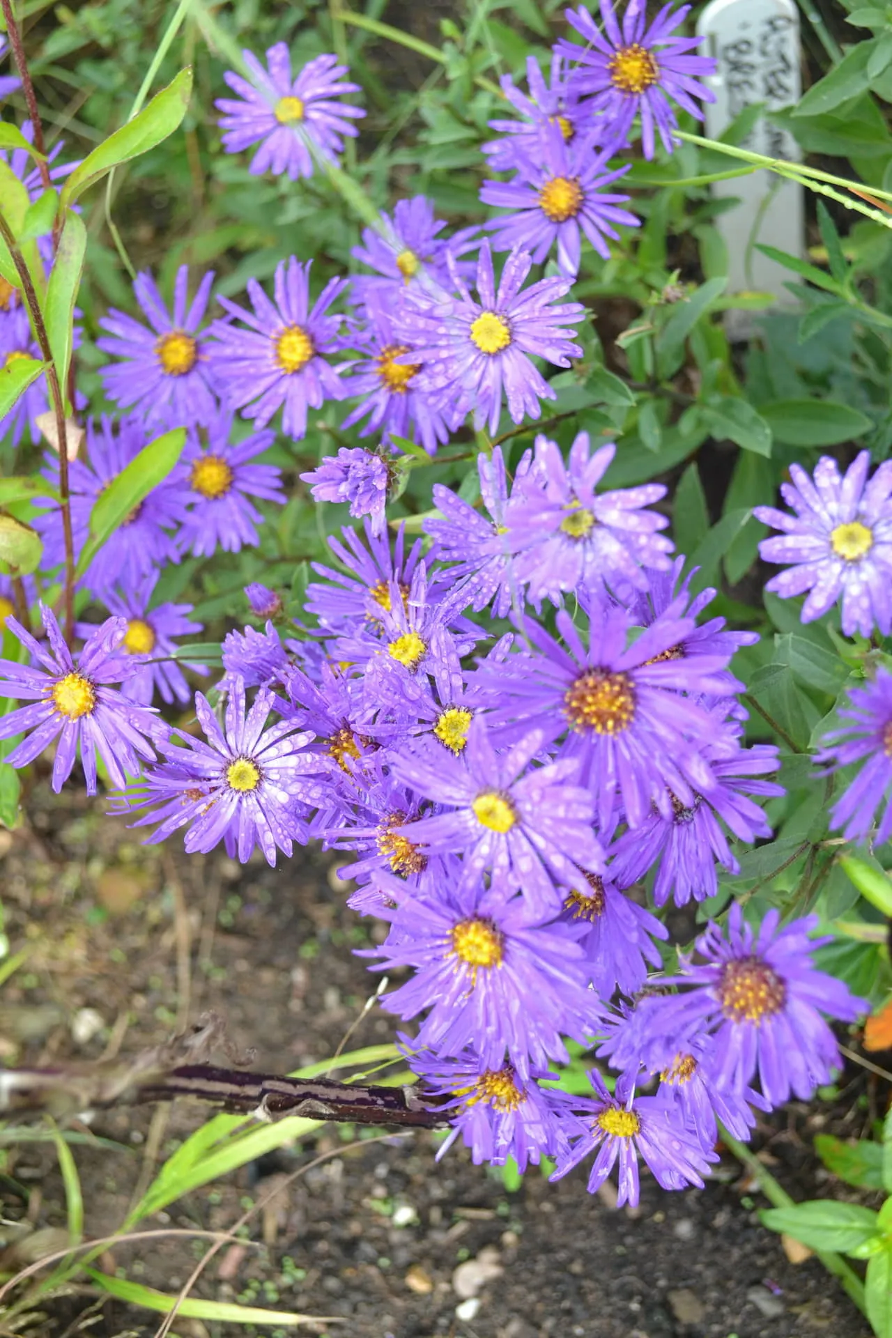 Giá thể đất trồng cúc tím giàu dinh dưỡng