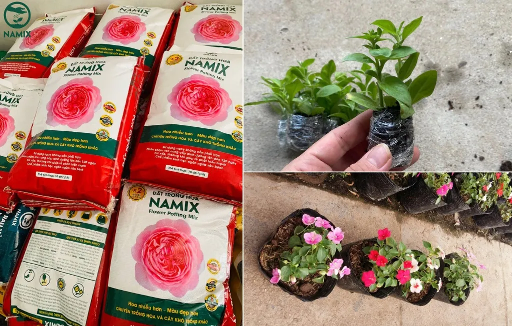 Giá thể đất trồng hoa giàu dinh dưỡng, yếu tố tiên quyết trong cách chăm sóc cây ngọc thảo