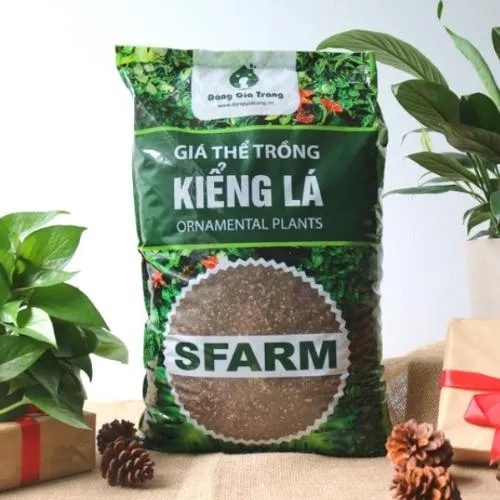 Giá thể tơi xốp và thoáng khí giúp rễ cây dương xỉ phát triển khỏe mạnh